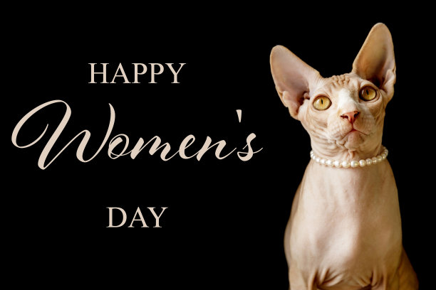 3月8日的明信片。美丽的猫在黑色的背景上刻有妇女节快乐图片下载