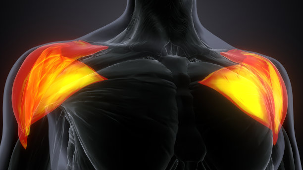 三维渲染男性三角肌解剖系统图片下载