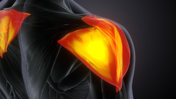 三维渲染男性三角肌解剖系统图片下载