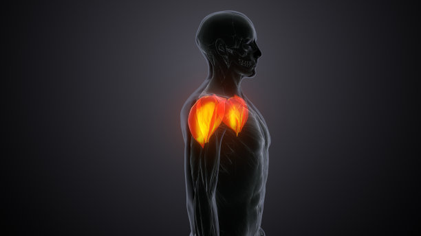 三维渲染男性三角肌解剖系统图片下载