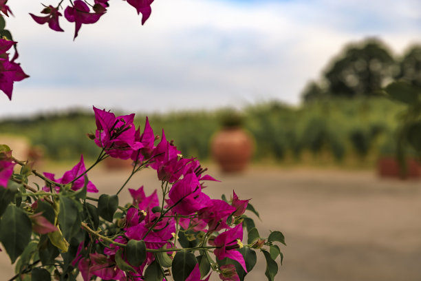 粉红色的三角梅花在葡萄园与风景如画的葡萄藤在基安蒂，托斯卡纳，意大利图片下载