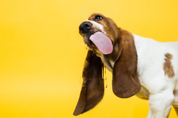 巴吉度猎犬三个月大的小狗舔玻璃。有趣的狗画像，舌头伸出来。黄色背景。图片下载