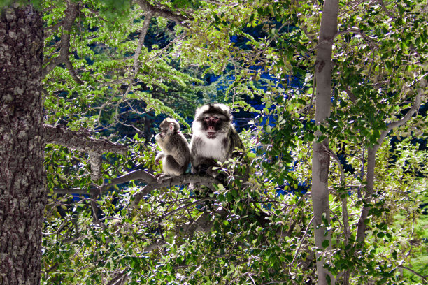 树上的村庄图片下载