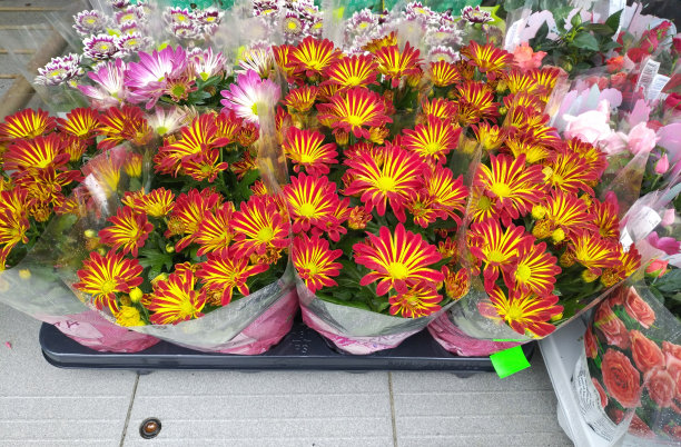 在花店前的街道上出售花盆里的花图片下载