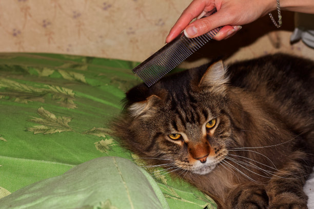 给一只名叫费多尔的缅因猫梳头。家里打扮。图片下载
