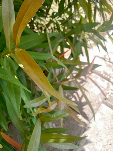 五彩缤纷的叶子看起来很神奇图片下载