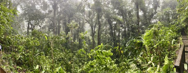 瓜德罗普省的热带雨林图片下载
