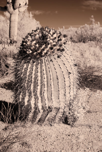 亚利桑那桶仙人掌近红外线图片下载