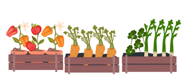 在豆荚中生长的蔬菜芽，平面矢量插图孤立在白色上。图片下载