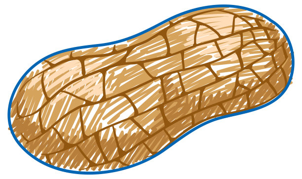 花生在铅笔颜色素描简单的风格图片下载