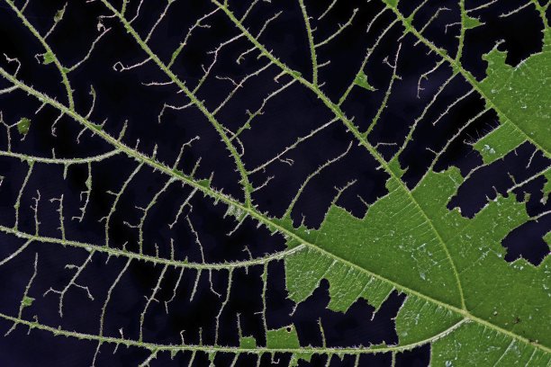 闭合被虫咬的叶子。图片下载