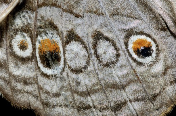 闭合蝴蝶翅膀。图片下载