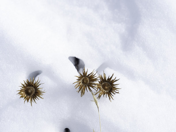 雪中的野花图片下载