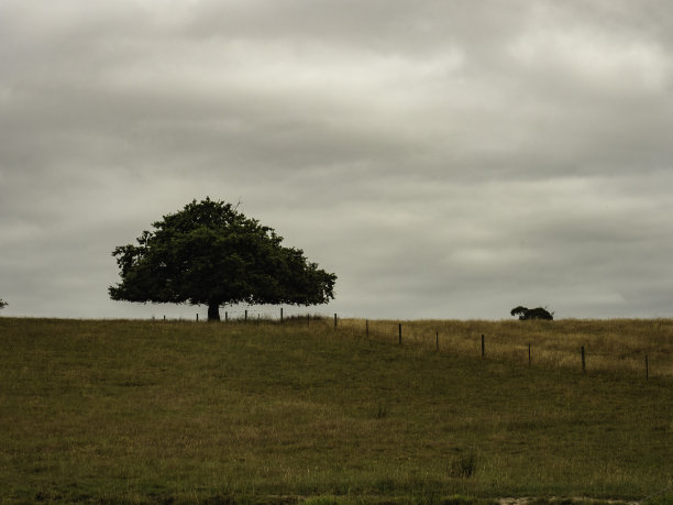 田野里的树图片下载
