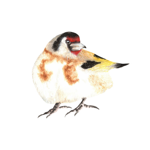 手绘水彩画金翅雀图片下载