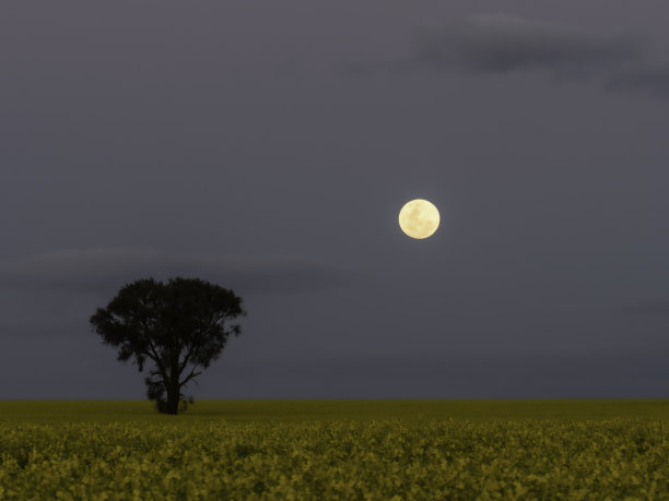 月升油菜籽田图片下载