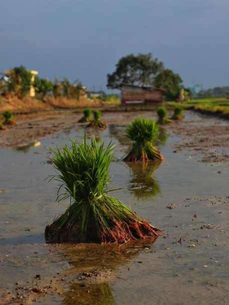 水稻种子可以种在田里了图片下载