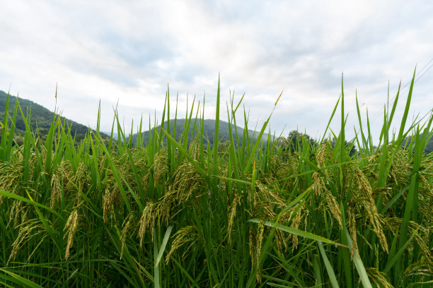 稻田的特写照片，仍然是绿色的尚未准备收割。在绿色的水稻叶子上有晨露。图片下载
