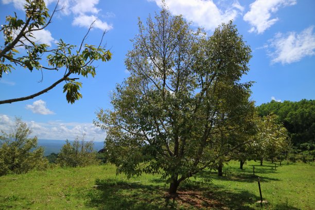 新鲜的榴莲树在美丽的花园，美丽的天空，最好的产品水果，日惹，印度尼西亚。花园里的果树。图片下载