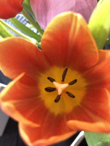 红黄郁金香在花里被拍下图片下载