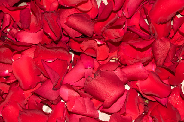 白色背景下的红玫瑰花瓣图片下载