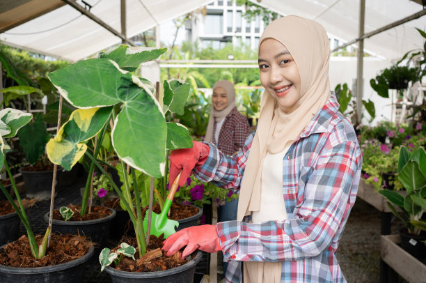 亚洲年轻的成年农民夫妇穆斯林妇女正在帮助维护兰花花园出售给客户。快乐快乐的女朋友在花园中心。图片下载