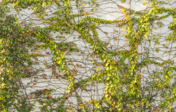 常春藤叶子孤立在白色上图片下载