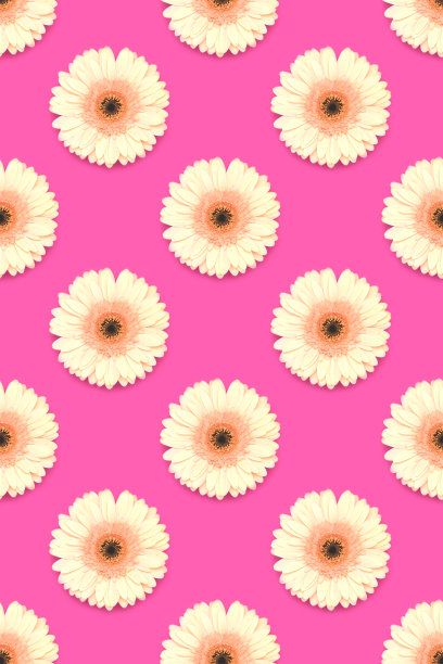 用米色非洲菊花在洋红色背景上制成的图案。图片下载