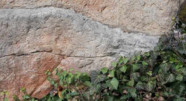 石墙纹理带青藤图片下载