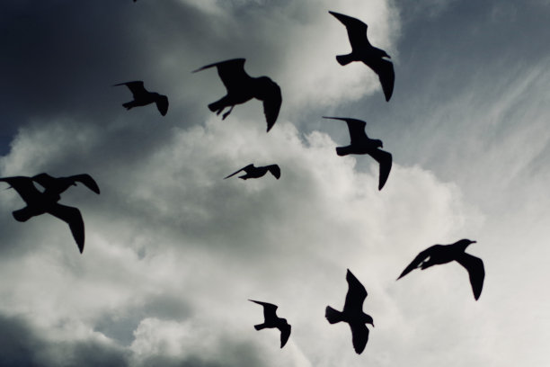 海鸥映衬着蓝天白云图片下载