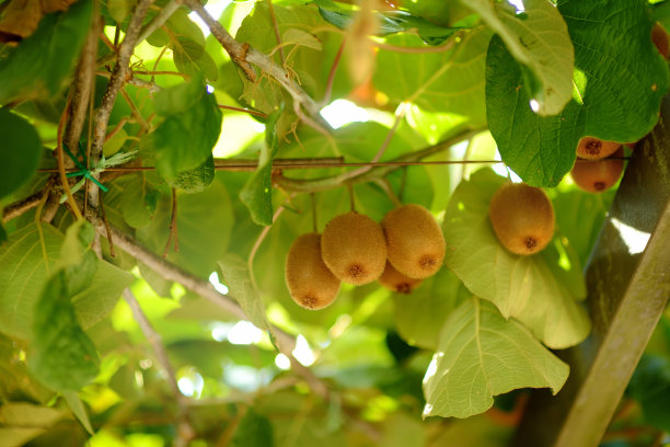 在果园里的猕猴桃。成熟有机猕猴桃的采摘收获季节。新鲜水果出售。图片下载