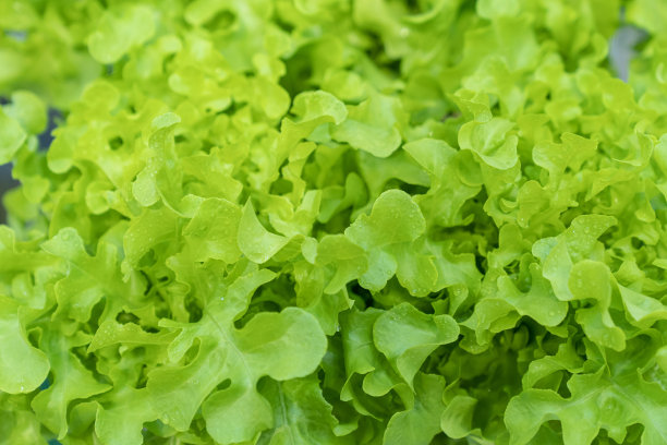 素食的背景。健康生活和素食。蔬菜沙拉。图片下载