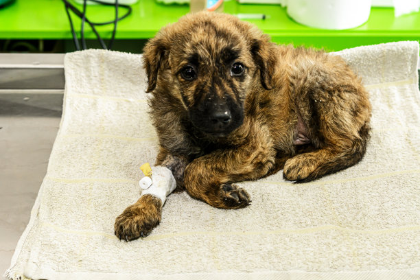 一张在兽医医院准备手术的狗的照片。图片下载