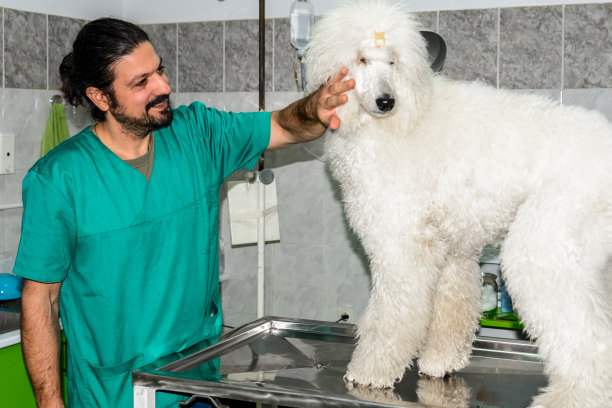 动物医院的工作人员在候诊室里抱着一只狗的照片。图片下载