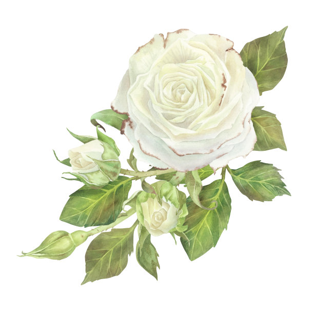 白玫瑰与叶子组成。水彩插图。孤立在白色背景上。适用于贴纸、盘子、贺卡、文具、化妆品、香水包装、婚庆请帖的设计图片下载