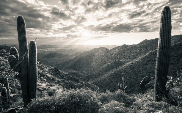 日落在雄伟的索诺兰沙漠山谷之间的两个仙人掌在深褐色色调图片下载