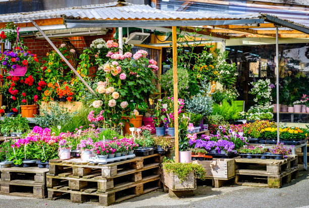 花店里的花——奥地利图片下载