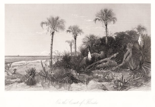 佛罗里达海岸的海滩，美国，地理图片下载