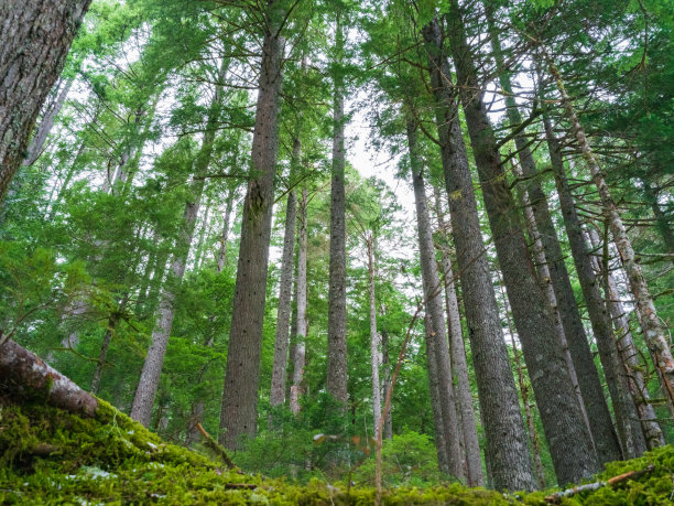 可可雨林，奥林匹克国家公园图片下载