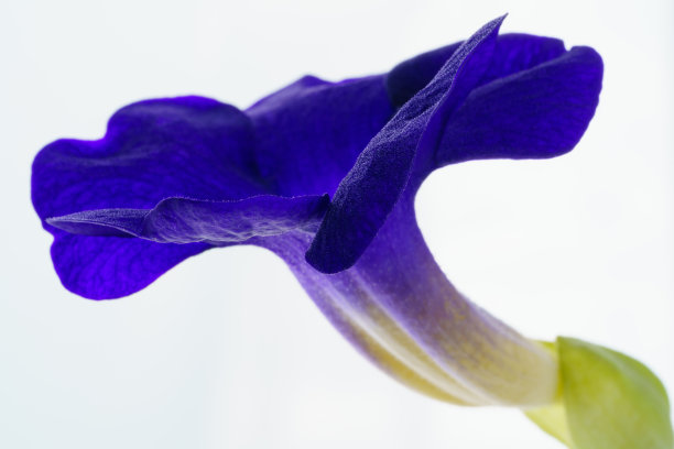 宏观的彩色紫蓝色的竖拇指花。图片下载