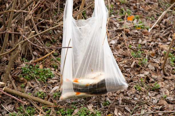 在森林里钓鱼时，河里的鱼被装在塑料袋里，压在树枝上图片下载