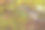 苔藓上的塑料恐龙玩具图片下载