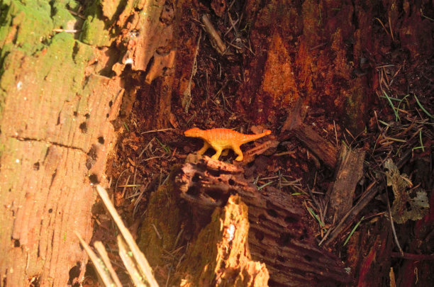 树桩内的塑料恐龙玩具图片下载