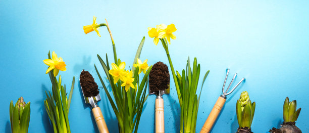 蓝色背景上的花园花卉和工具图片下载