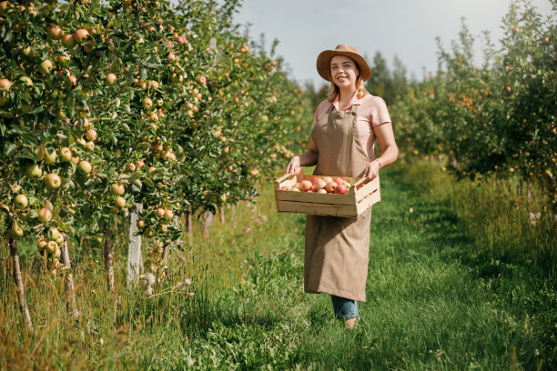 秋收时节，快乐微笑的女农工在果园里采摘新鲜成熟的苹果。收获的时间图片下载