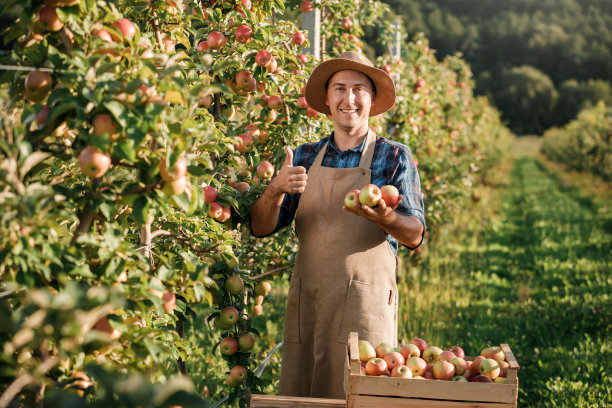 秋收时节，快乐微笑的男性农民工人在果园花园里采摘新鲜成熟的苹果。收获的时间图片下载