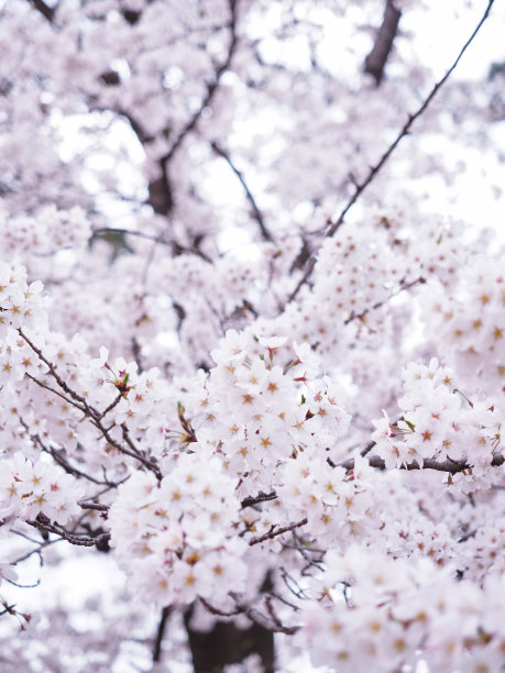 樱花盛开图片下载