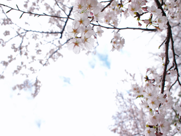 樱花盛开图片下载