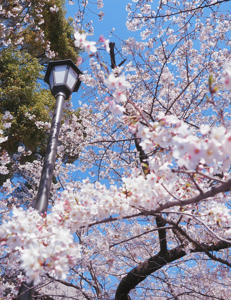 樱花盛开图片下载