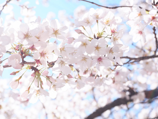 樱花盛开图片下载